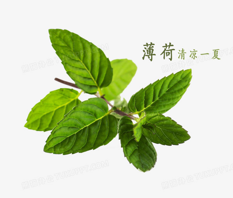 薄荷下载安卓版_(薄荷app是哪个)